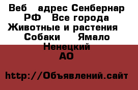 Веб – адрес Сенбернар.РФ - Все города Животные и растения » Собаки   . Ямало-Ненецкий АО